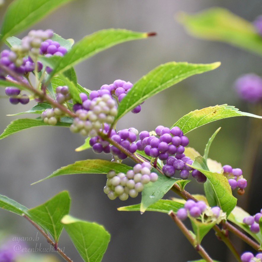 少しずつ秋色に染まる
コムラサキ
(Japanese beautyberry)