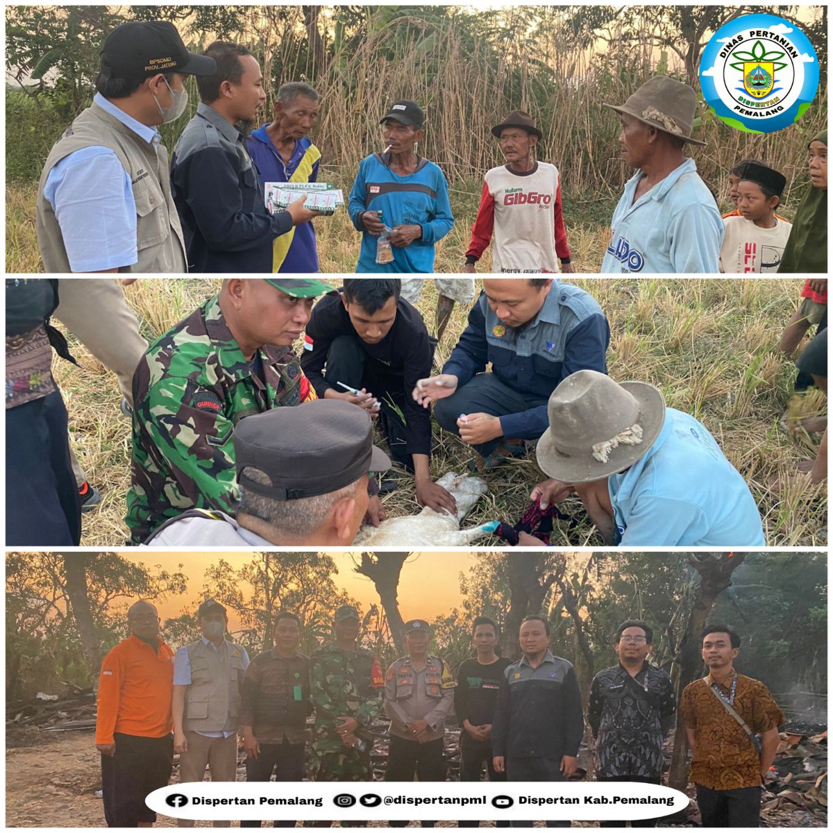 distanparikpml's tweet photo. Tim tindak Cepat Peternakan Dispertan melaksanakan Penanganan tanggap darurat Kebakaran Kandang kambing di Desa Wanamulya Kecamatan Pemalang
.
#dispertan #peternakan https://t.co/aWzgcC7Wzh