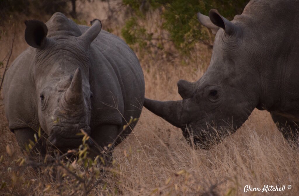 MitchellGlenn's tweet photo. Today is World Rhino Day 🦏 

Hats off to all those in anti-poaching units in Africa 👏

They do a terrific job, in dangerous situations, to keep these magnificent animals alive in the wild for future generations to enjoy

#WorldRhinoDay https://t.co/2LceSIBHyR