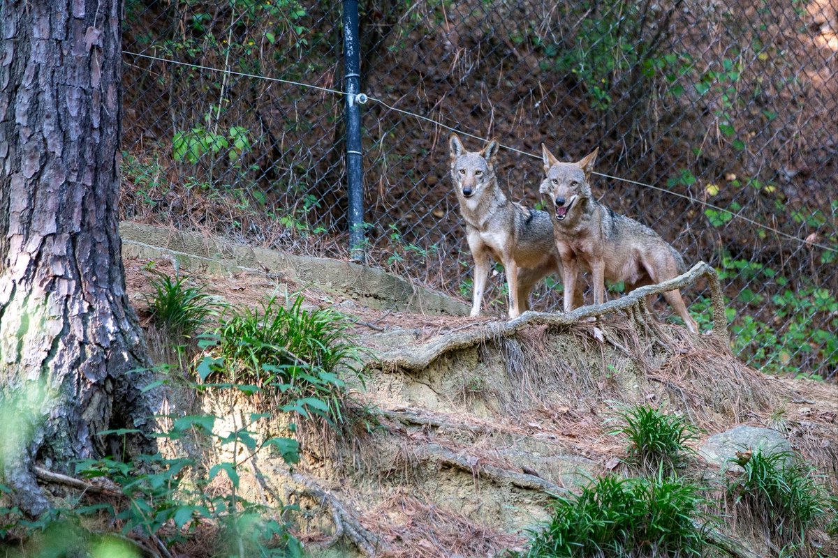 Secretary Reid Wilson tweet media