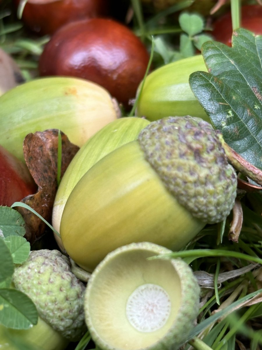 #autumn #fall #wales #cardiff #conkers #acorns getting earlier each year!
