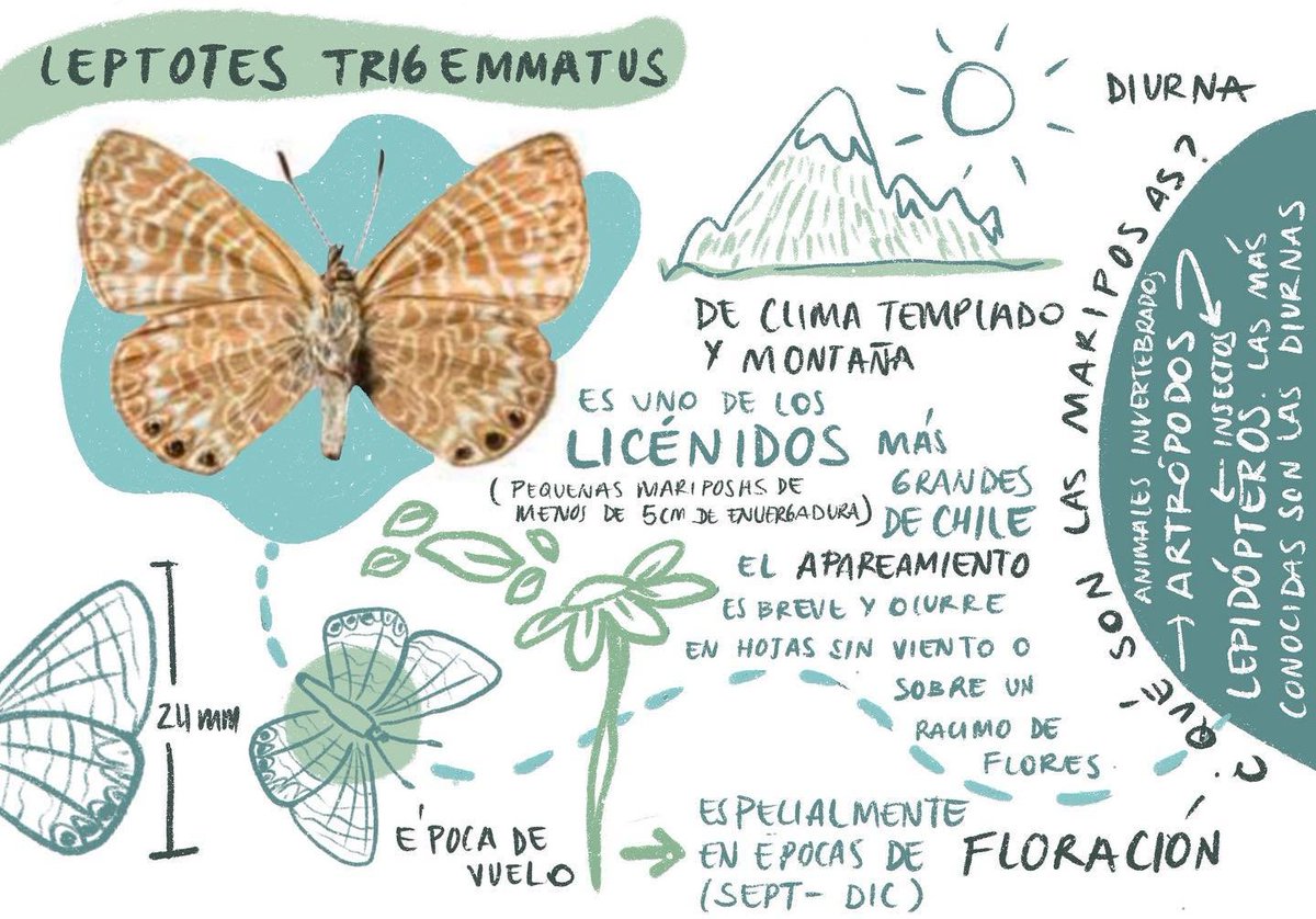 🔹Intento salir a la hora de almuerzo (trabajo online) a tomar sol y estar un ratito lejos del computador. Aquí, cerca de la casa hay un parque y muchos visitantes llegan a hacer exactamente lo mismo que yo. El otro día encontré una Leptotes trigemmatus 🦋 y me puse a dibujar lo