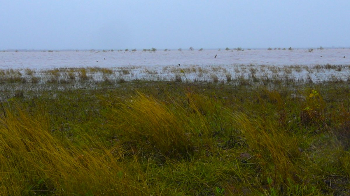 VeraHongTweets's tweet photo. Part 1 Dharriwaa #Narran Lakes, Living with Climate Change. Watch our📽️https://t.co/epXRdmumnD Thanks Yuwwalaray/Euahlayi and Gamillaroi Traditional Custodians; Worimi guests and a dedicated cultural science team #culturalwater #climateaction #ramsar #wetland https://t.co/f24S5OPNYO
