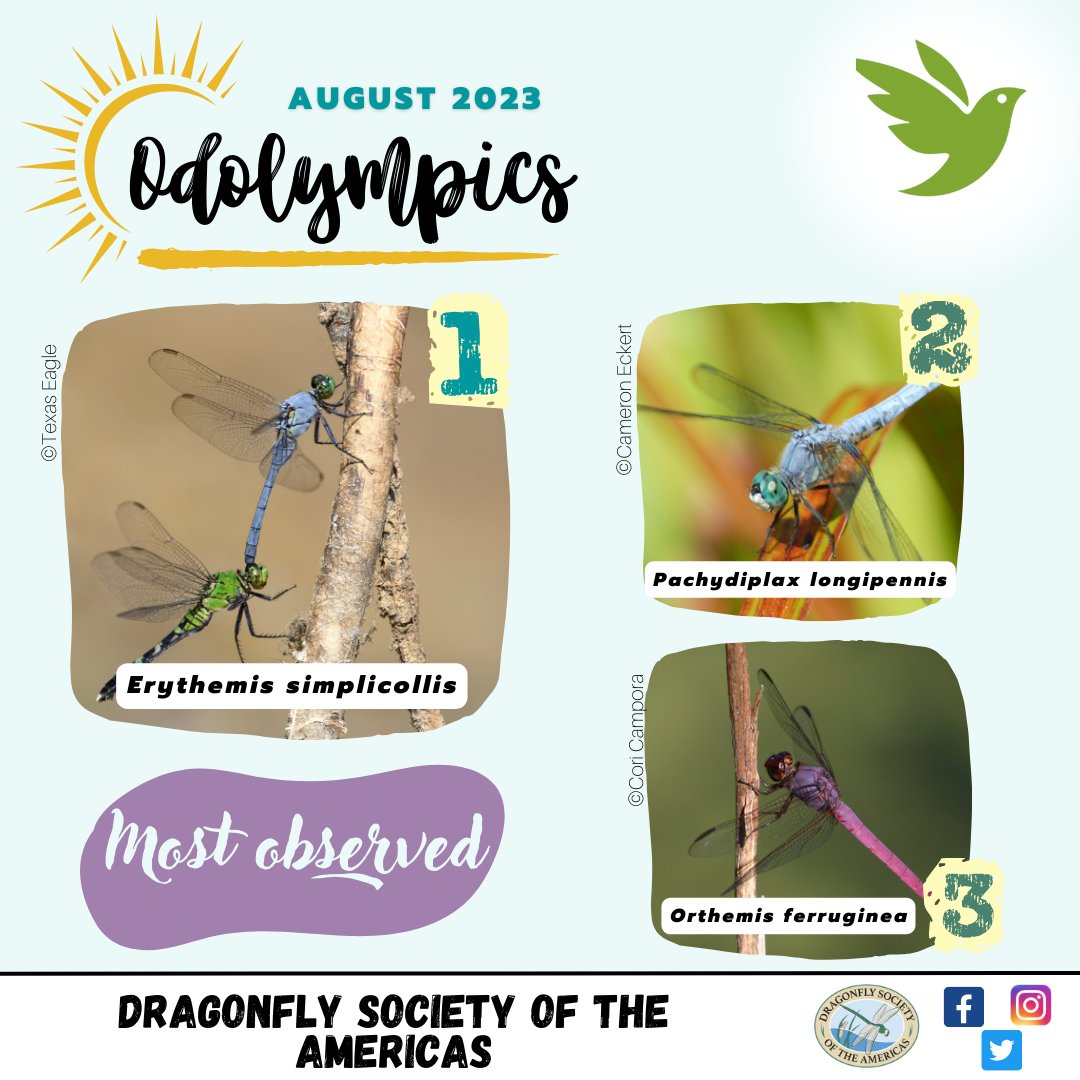 OdonataAmericas's tweet photo. Hey #Odolympics fellows! Here are the results from INaturalist!!!! We had over 3000 observations on this platform. Many thanks to the observers and also to the identifiers. Without them, we could not continue to record the diversity of #dragonflies in America. https://t.co/50iLftHxhz