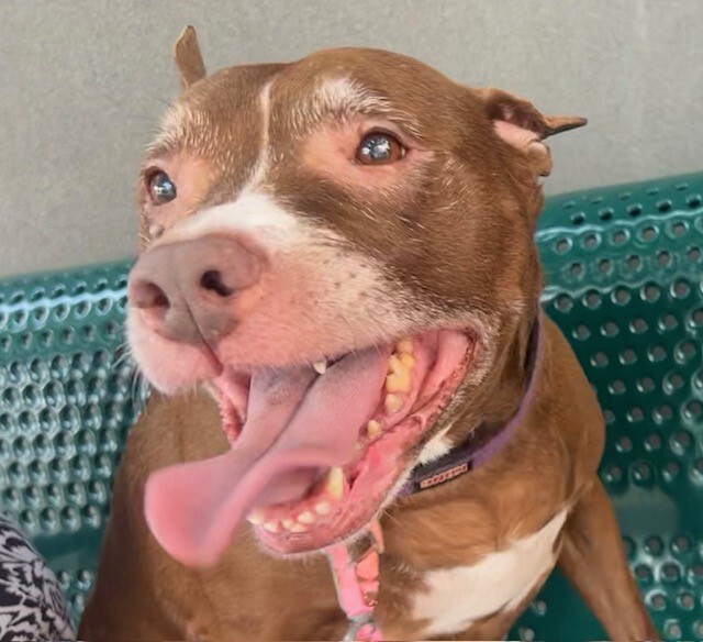 🎉🎊 Star🎊🎉
Has been Reserved !🎉

We r so thrilled 4 this sweetheart💕
 
Tysvm 2 all 4 Pledging, Caring + Sharing! We couldn't have done it 
w/o u💗

Pls wait 4 freedom pics/info from <a href="/TAPNYACC/">TAPACC</a>, or pulling rescue, 2 honor yr pledges❤️
 
Tysvm❤️