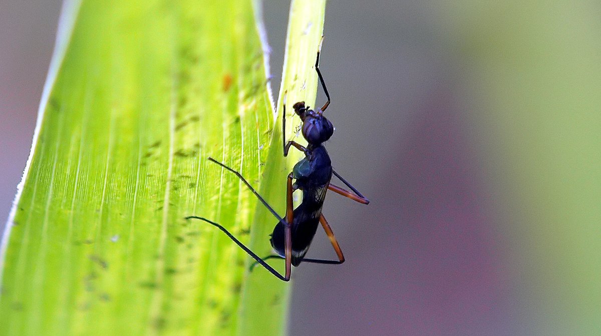 kala61857's tweet photo. Weird Looking Bugs
They are flies trying to look like ants, with faces that look alien
Stilt-legged Fly (Taeniaptera trivittata)
https://t.co/twPk9KK6SX
#CoolBugs #macro #NaturePhotography #AntMimic #Insects #WeirdBugs #flies #wildlifephotography https://t.co/xjsGygp4nC
