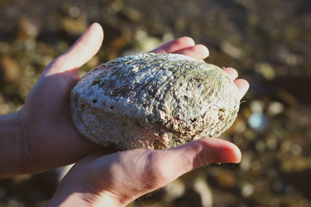 #MoanaProject  research that looked into the Climate change impacts on kuku, pāua and scampi is available here bit.ly/3LxgOvO. 

Dr Christopher Roach modelled what would happen to #oceantemperatures from present day to 2100 under steady and high emission scenarios.