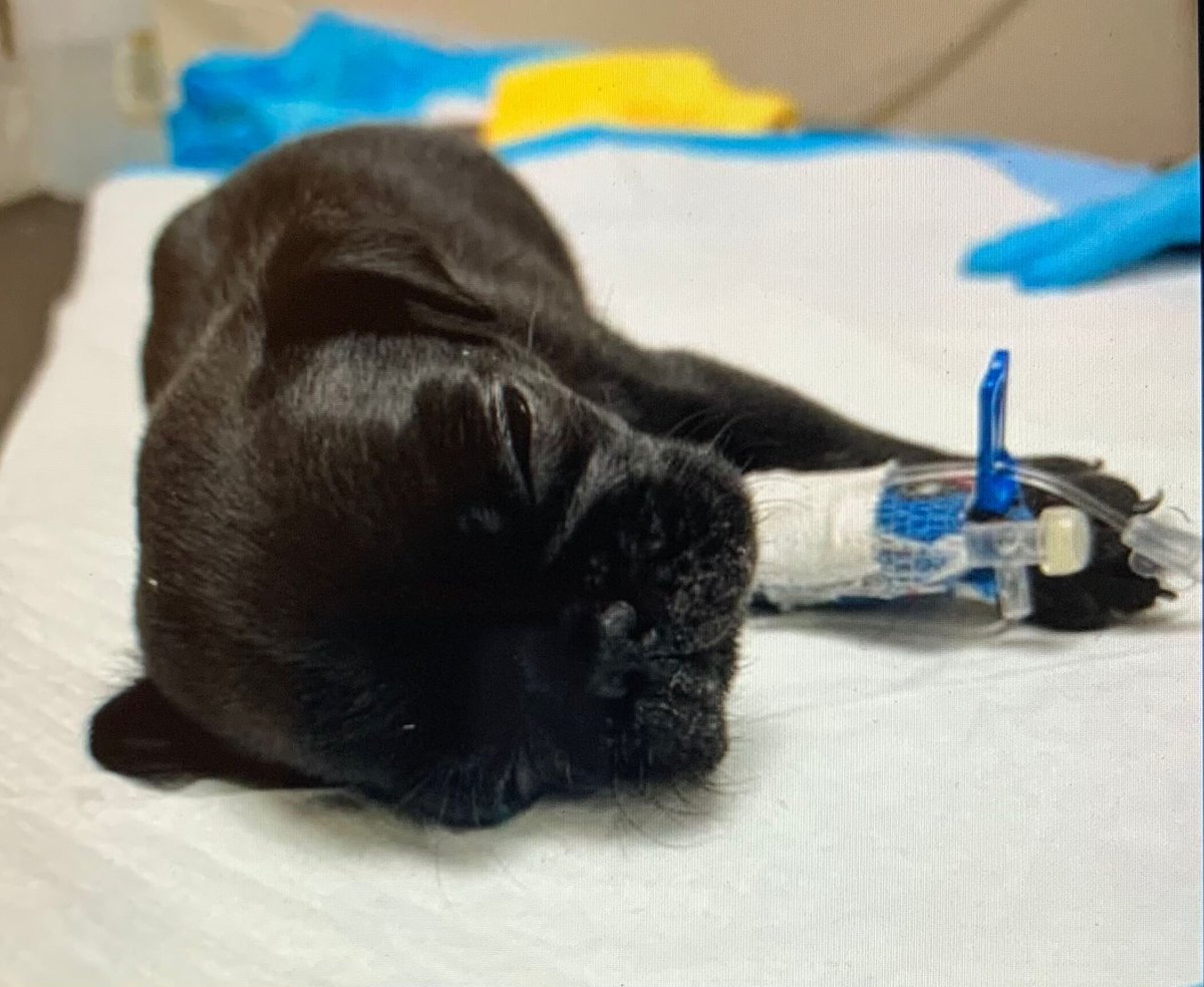 DFW Pug Rescue Club tweet media