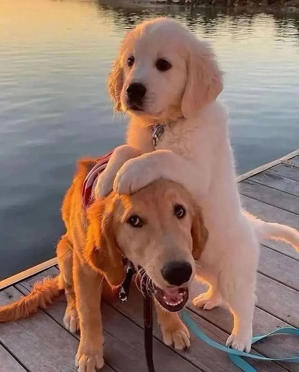 Animology_'s tweet photo. Taking 'cuteness overload' to a whole new level. 🐶🥰 https://t.co/qMkHT0CErY