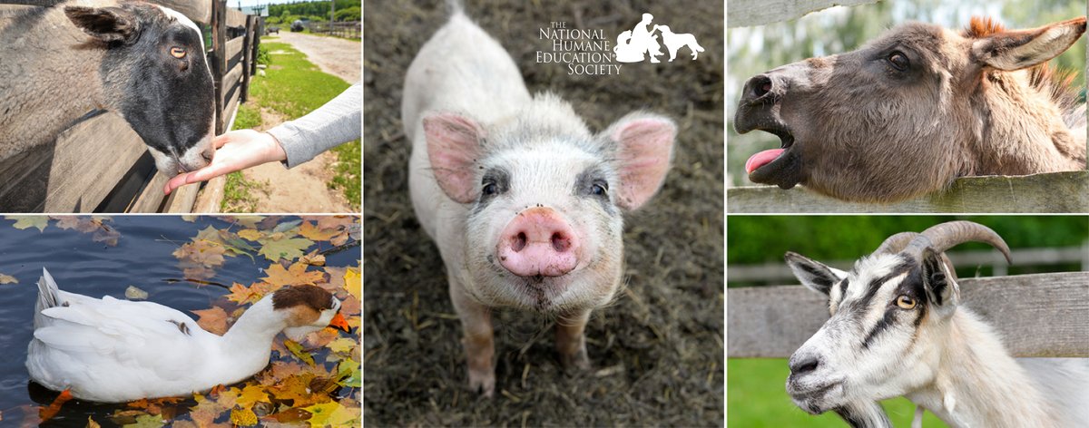 TheNHES's tweet photo. This week is National Farm Animals Awareness Week. It brings attention to the plight of animals housed in “factory farms” and the necessity to increase humane handling and living conditions for them. These creatures are deserving of our respect and care. https://t.co/LYSIA0R0qS