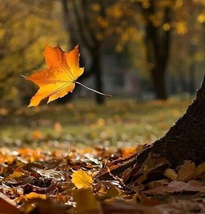 De_tuSer's tweet photo. Los árboles están a punto de mostrarnos lo bello que es  dejar ir las cosas. 🍁 https://t.co/P5jNFTlXSY