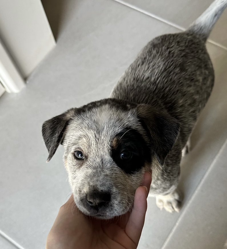 JovenRayo tweet media