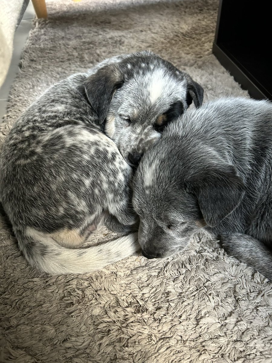 JovenRayo tweet media