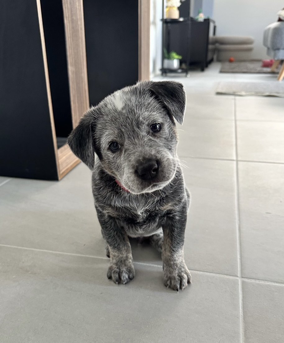 JovenRayo tweet media