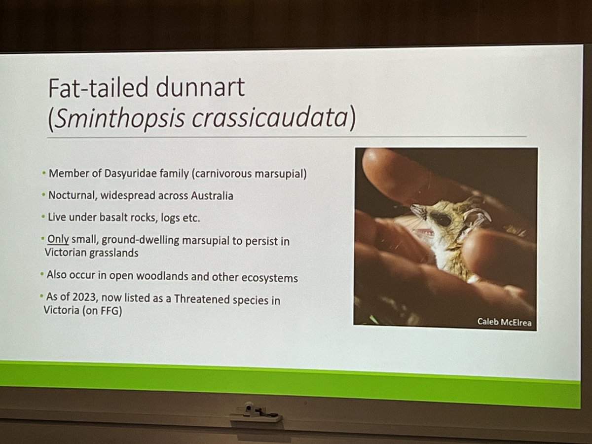 Who dunnit to the #dunnart #wildlife #wildoz #australia #mammal #ams2023