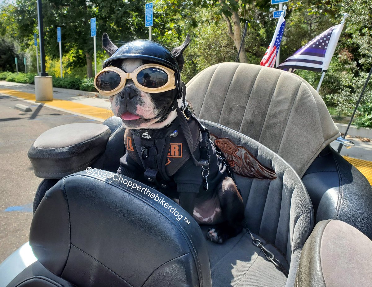 ChopperBikerDog's tweet photo. Little Chopper Jr. showing off his new motorcycle helmet, on the back of the Harley, getting ready 2 get some wind in his face & enjoy a beautiful ride. 19 weeks old
#Chopper #Bikerdog #TeamChopper #dogsoninstagram #dogsofinstagram #ChopperLove #Harley #BostonTerrier #TherapyDog https://t.co/xoleROxkRp