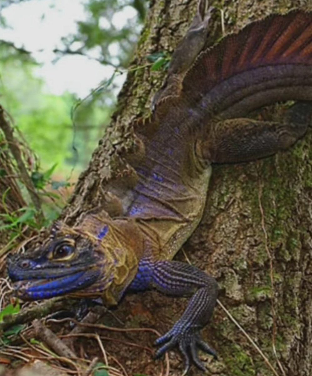 前もひけるよっと話きたけと。。フィリピンは最低でも青さが これくらいないと😔 買う気にならない

それなら青みの乗ったアンボのほうが🤔🤔クオリティを感じる