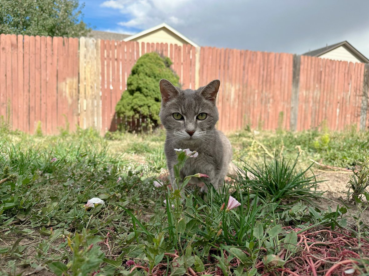Tatskichu's tweet photo. Made it to the new place! Still adjusting to everything. The elevation sickness is kicking my ass but it’s getting better. The pets love having their own yard. 🥰 https://t.co/JjR0iCC81D