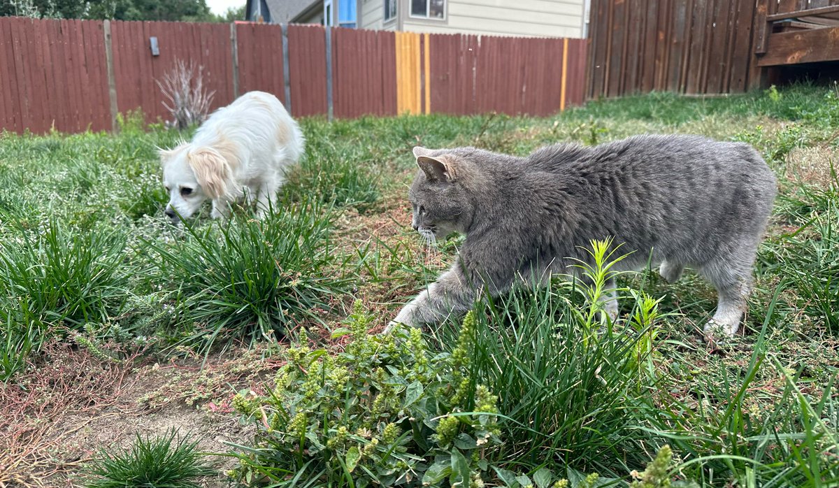 Tatskichu's tweet photo. Made it to the new place! Still adjusting to everything. The elevation sickness is kicking my ass but it’s getting better. The pets love having their own yard. 🥰 https://t.co/JjR0iCC81D