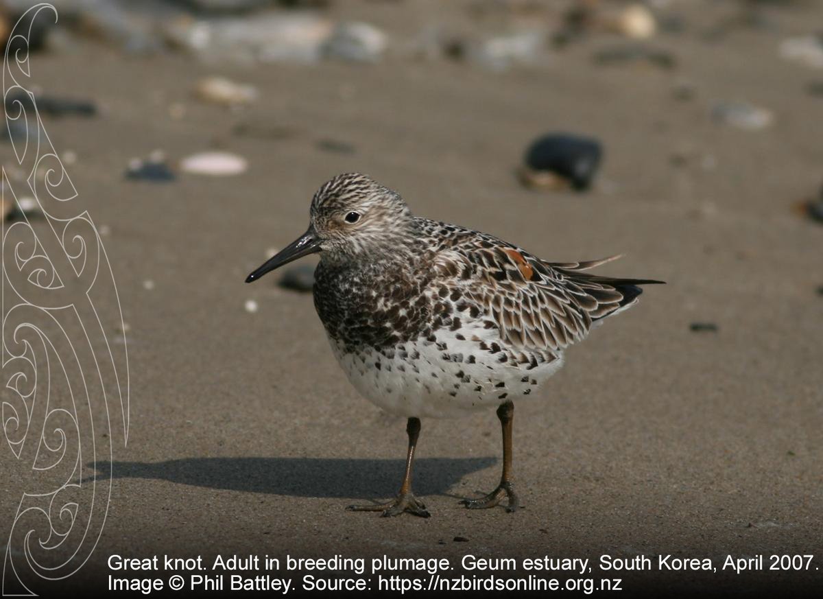 More great research into the migration of great knots. @BattleyPhil from @NatSciMassey joins an international team describing 13 years of data to show the perils of being undernourished and arriving late. In @AnimalEcology: doi.org/10.1111/1365-2…