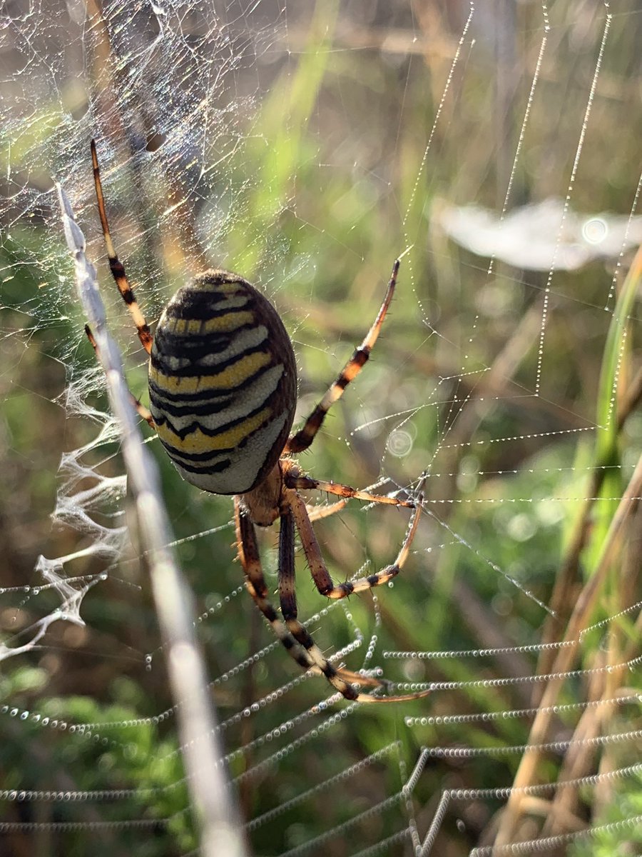 SaladMiss's tweet photo. This beautiful wasp spider (Argiope bruennichi) greeted us at the allotment @ChristsColl yesterday. Wasp spiders are beautifully coloured spiders that are spreading through the Southern parts of England from continental Europe. https://t.co/y086yHEEzf