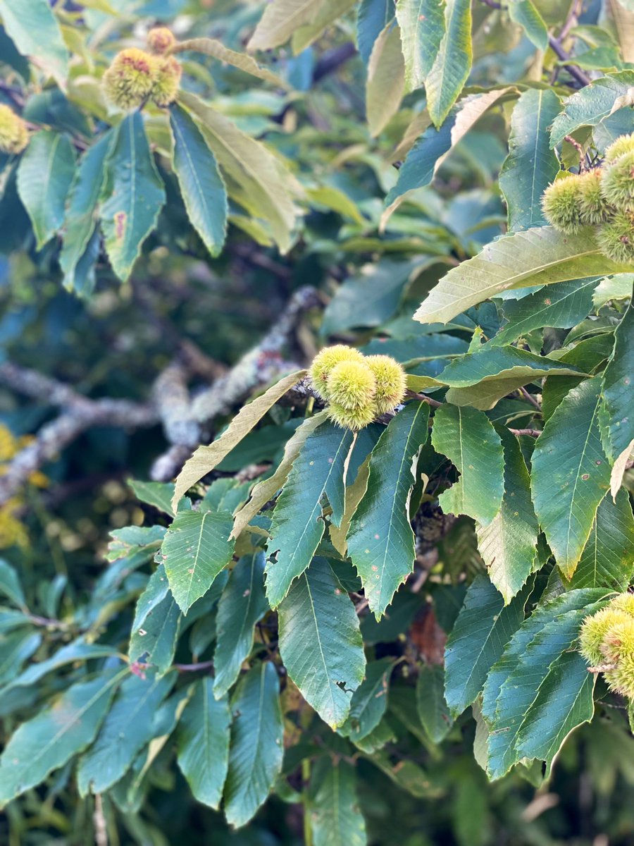 TealSeptember's tweet photo. Our #Chinquapin #Trees are loaded with #Nuts this year . Also called #DwarfChestnut #AlleghenyChinquapin #AmericanChinquapin . #tree #nature #nuts #nut #nuttrees #treenuts #outdoors #plant #plants #woods #forest #healthyfoods https://t.co/UWQzxBWdn6