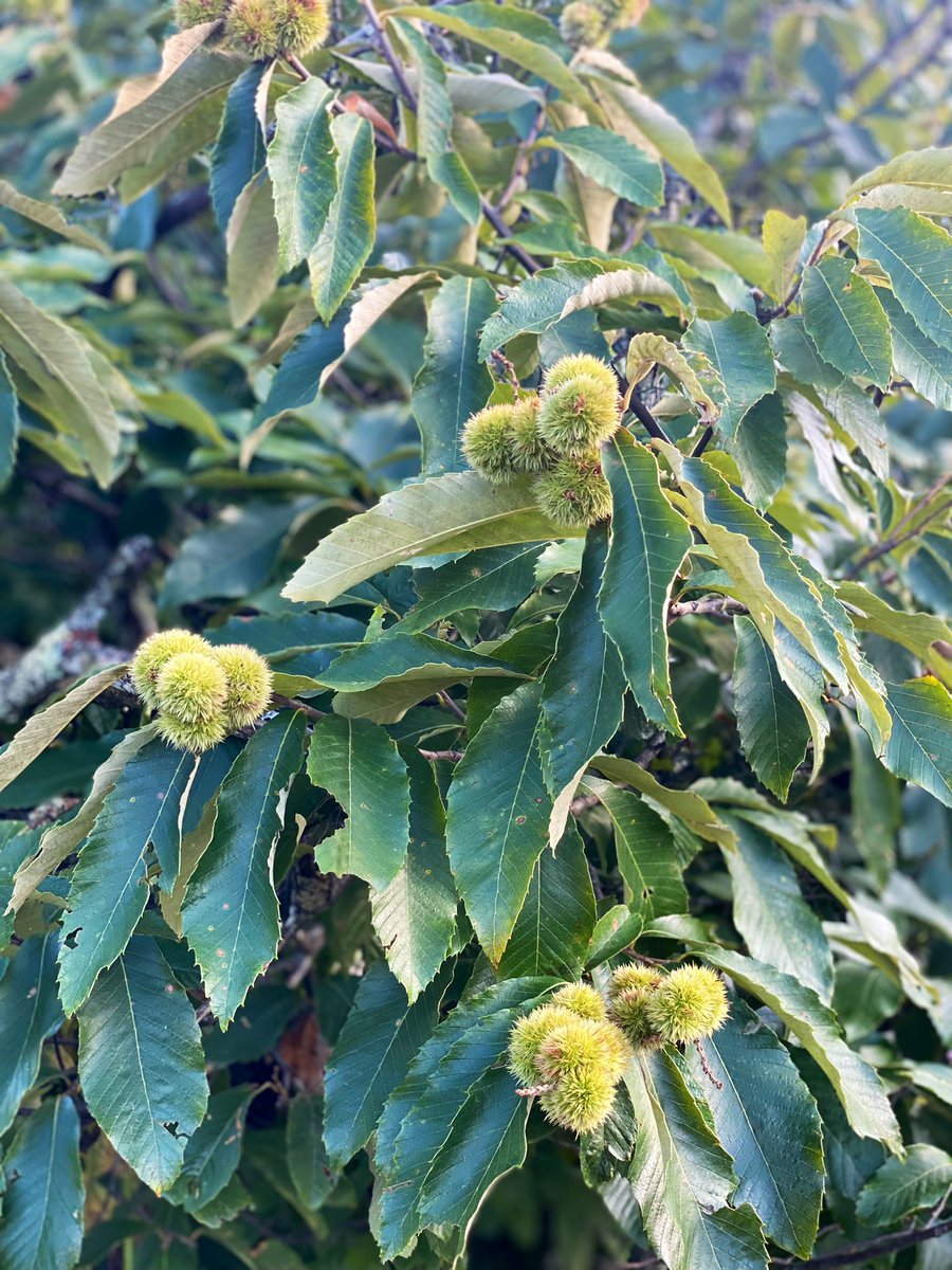 TealSeptember's tweet photo. Our #Chinquapin #Trees are loaded with #Nuts this year . Also called #DwarfChestnut #AlleghenyChinquapin #AmericanChinquapin . #tree #nature #nuts #nut #nuttrees #treenuts #outdoors #plant #plants #woods #forest #healthyfoods https://t.co/UWQzxBWdn6