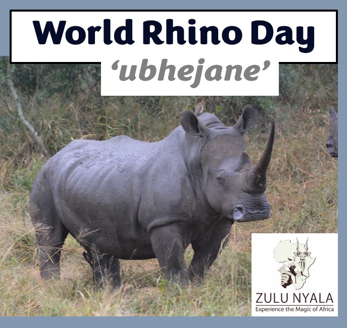 World Rhino Day 🦏
facebook.com/10006375018446…

ZULUNYALA.CO.ZA 
.
.
#zulunyala #WorldRhinoDay2023 #conservation #animals #protectthem #rhinoconservation