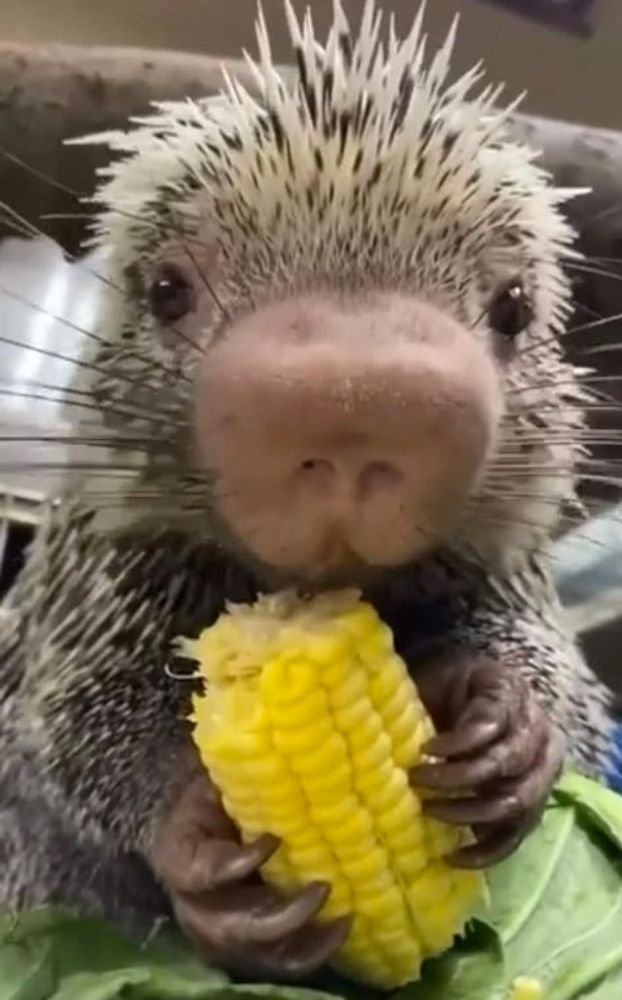 Quand tu te perds dans un camp de gitans et qu'ils commencent à t'engraisser....