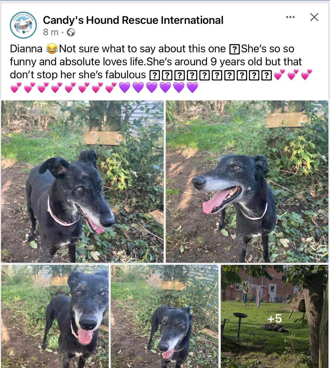 CandyCaneRescue's tweet photo. Frank 🥰
Thomas 🥰
Caroline 🥰 and 
Dianna 🥰🥰
#rescuedogs 
#FlightToFreedom
EndDogMeatTrade https://t.co/Oc9x8ijv1y