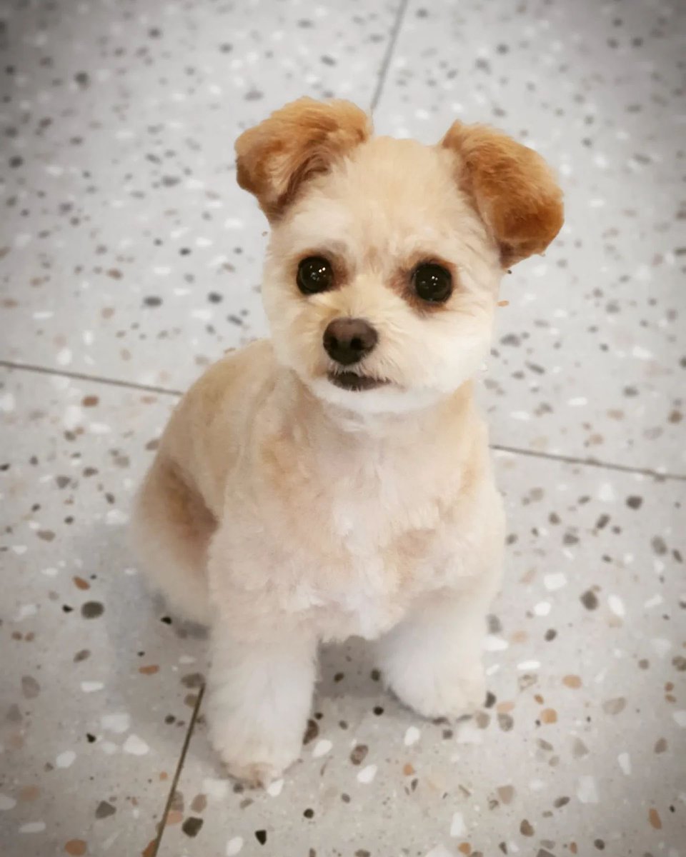금비 아카이브 tweet media