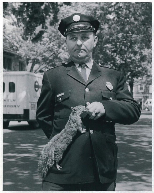 A patrolman feeds a squirrel, May 19, 1966. [Credit: @your_daily_squirrel on Instagram] #squirrels #squirrelrefuge #squirrelrescue