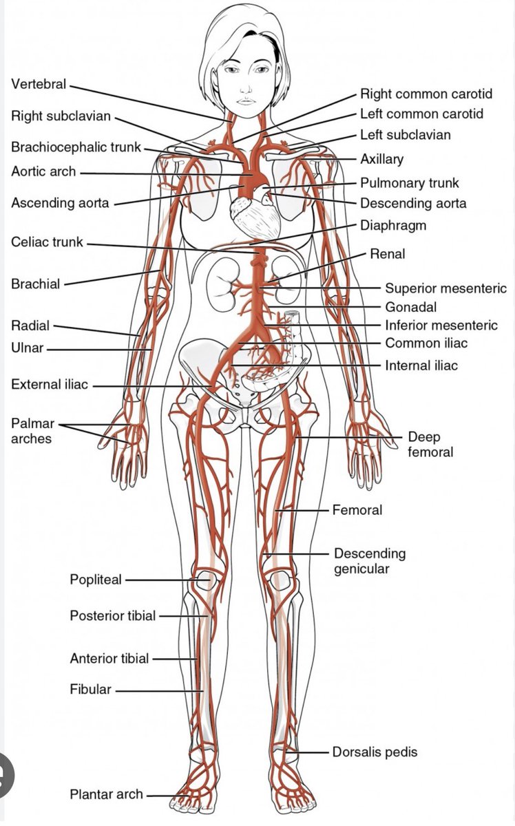 #VascularAwarenessMonth facts continue! The top 10 arteries by size: 1.Aorta 2.Common Iliac 3.Brachiocephalic 4.Renal 5.Femoral 6.Subclavian 7.Carotid 8.Axillary 9.Vertebral 10.Coronary This is general size, individual arteries vary!