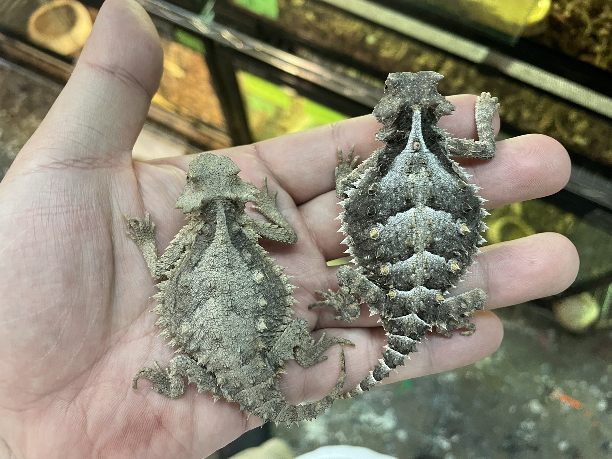 高品質！ ジャイントホーンドリザード（コリーマオオツノトカゲ） 頭骨 高品質！ ジャイントホーンドリザード（コリーマオオツノトカゲ） 頭骨