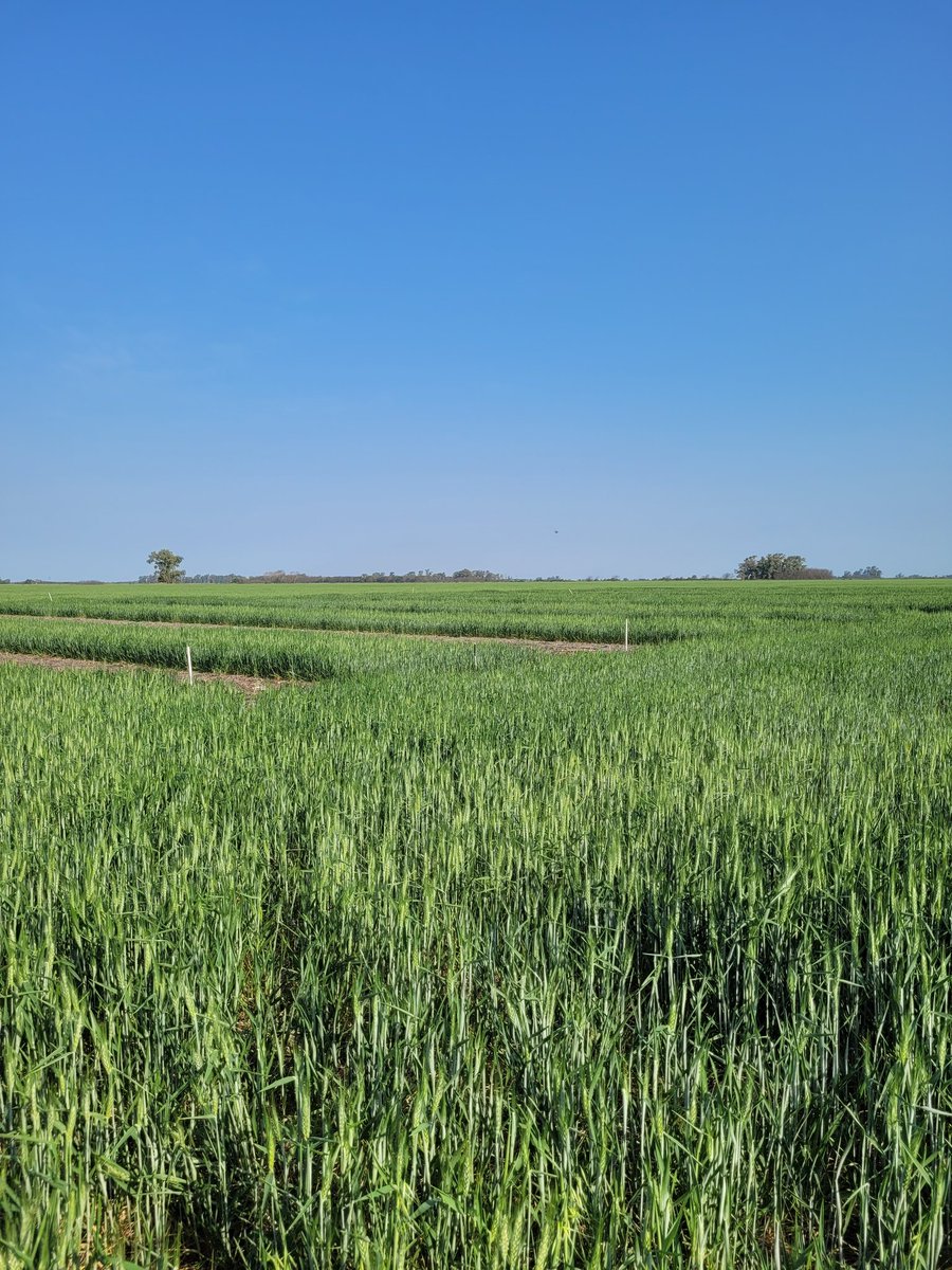 MartineliAline's tweet photo. Beautiful photos of a day when almost everything screw up. It's the science! We learn with our mistakes and understand that we can't control everything.
#GHG #GHGemissions #agriculture https://t.co/PyxHu1eBxk