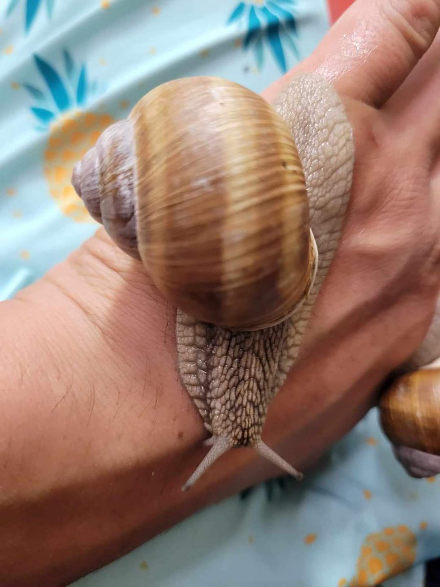 Dungdbvn's tweet photo. I love to hang out with My helix pomatias, sadly can't play with all of them at the same time 😅. Best pets ever :) https://t.co/FZF8zWQQZi