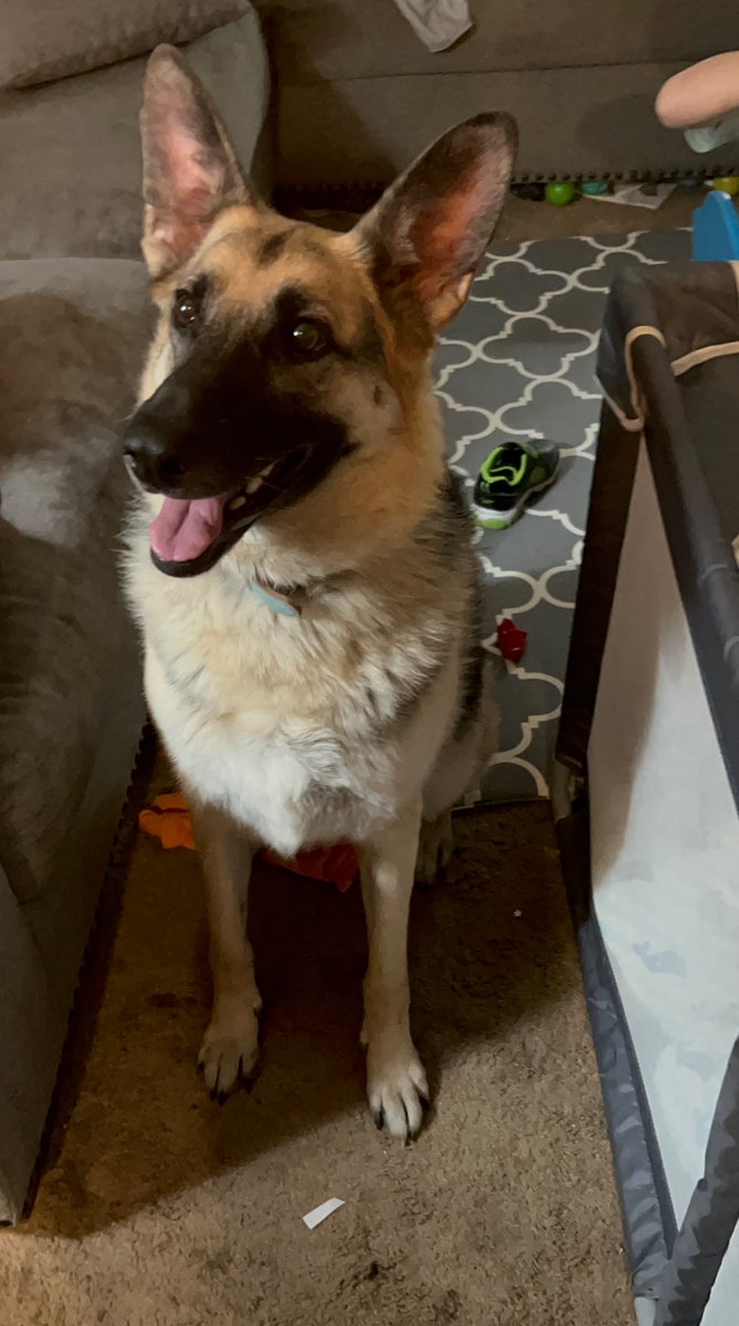 wastedoneternty's tweet photo. This girl turned 6 today if you can believe it. She is the sweetest most protective little fireball. We love you so Leia girl! #loveleia @TheLuckyPupp https://t.co/iAtKm1JJaB