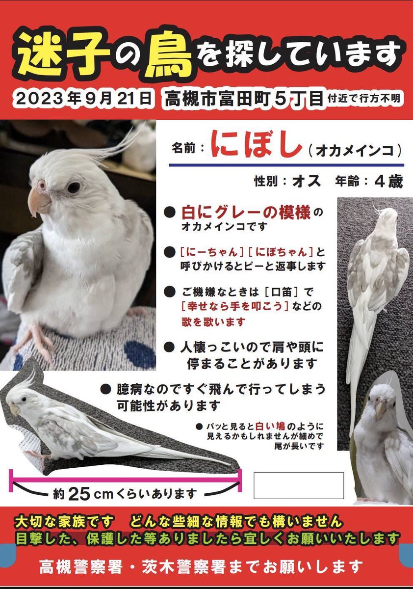 8Kdhoi's tweet photo. #迷子鳥#迷子インコ#オカメインコ#高槻市#保護情報

ご協力お願いします🙇‍♀️ https://t.co/T3yARzm0mn