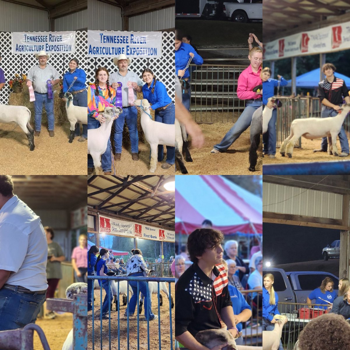CovFFA's tweet photo. A phenomenal evening for sheep showing was had at the 2023 TRAE with the @CovFFA. Special thanks to the numerous other sponsors and supporters of TRAE that make it one of the quintessential shows in the region. #wegrowthefuture #itsalmostdone #woocrew #endlesspossibilities https://t.co/jmdHUAUHF5