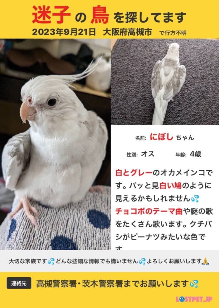8Kdhoi's tweet photo. #迷子鳥
#迷子インコ
#オカメインコ
#高槻市
#保護情報

ご協力お願いします🙇‍♀️ https://t.co/SGdlvavzPg