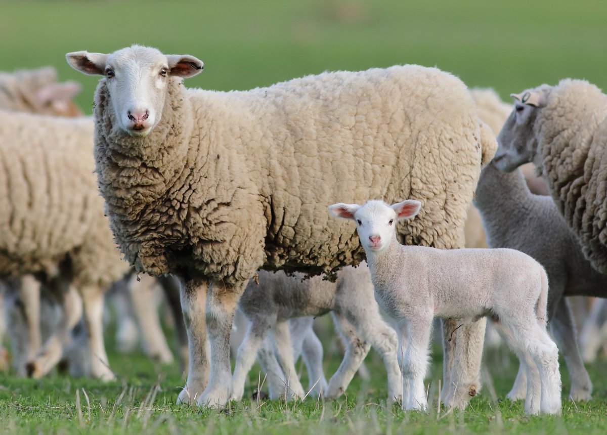 LambExAU's tweet photo. Serious about your lamb production? LambEx Feedlot Carcase Competition captures Australia's most productive & profitable lambs. Same conditions, feed ration & time on feed to express genetic potential. Details & entry 👉 https://t.co/6klbEbRehD #lambex24 #lamb #carcase #feedlot https://t.co/4EVixBs2OU