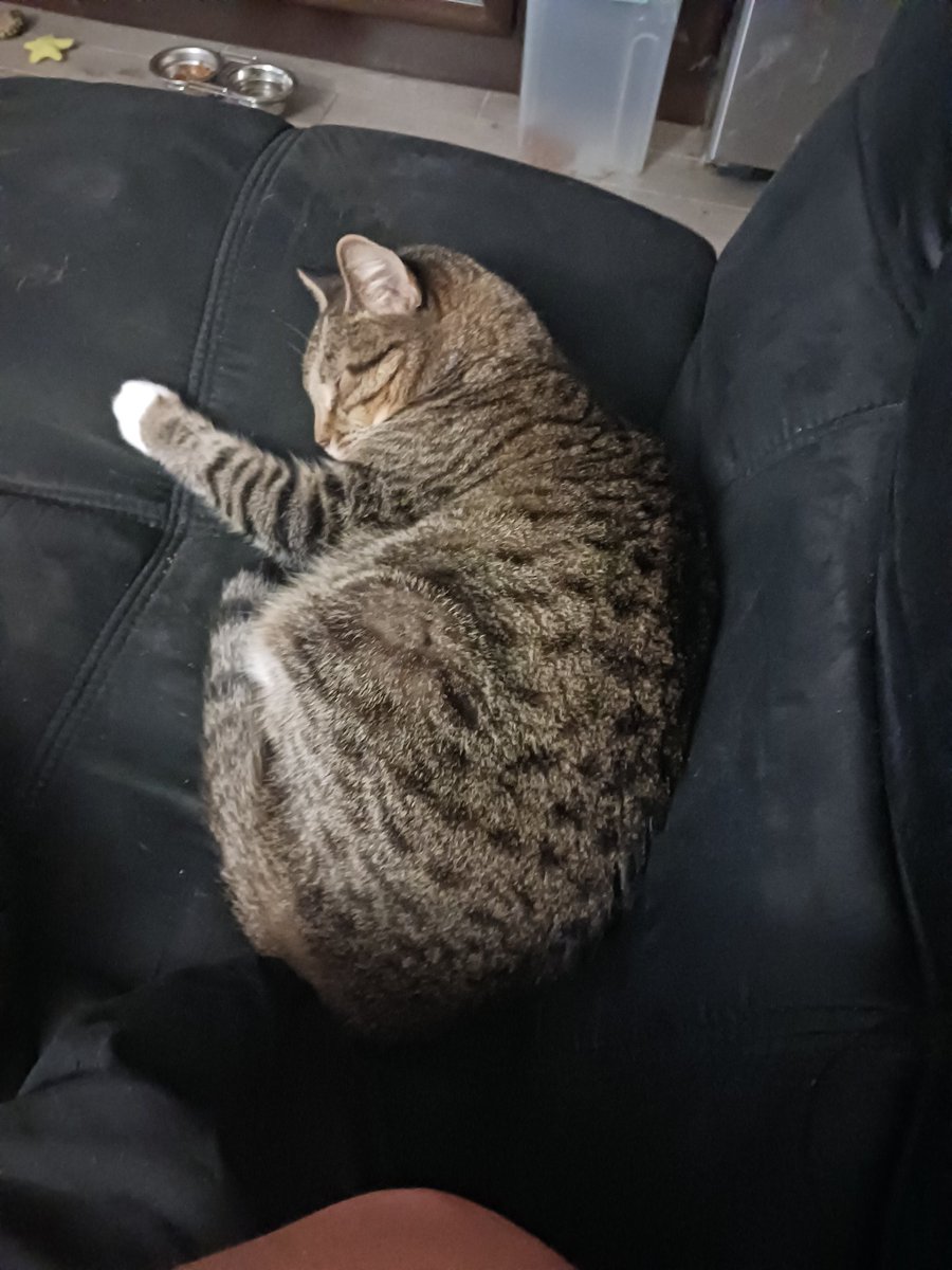 necroticfist's tweet photo. @katymoonfox She cat https://t.co/00YnthDtsf
