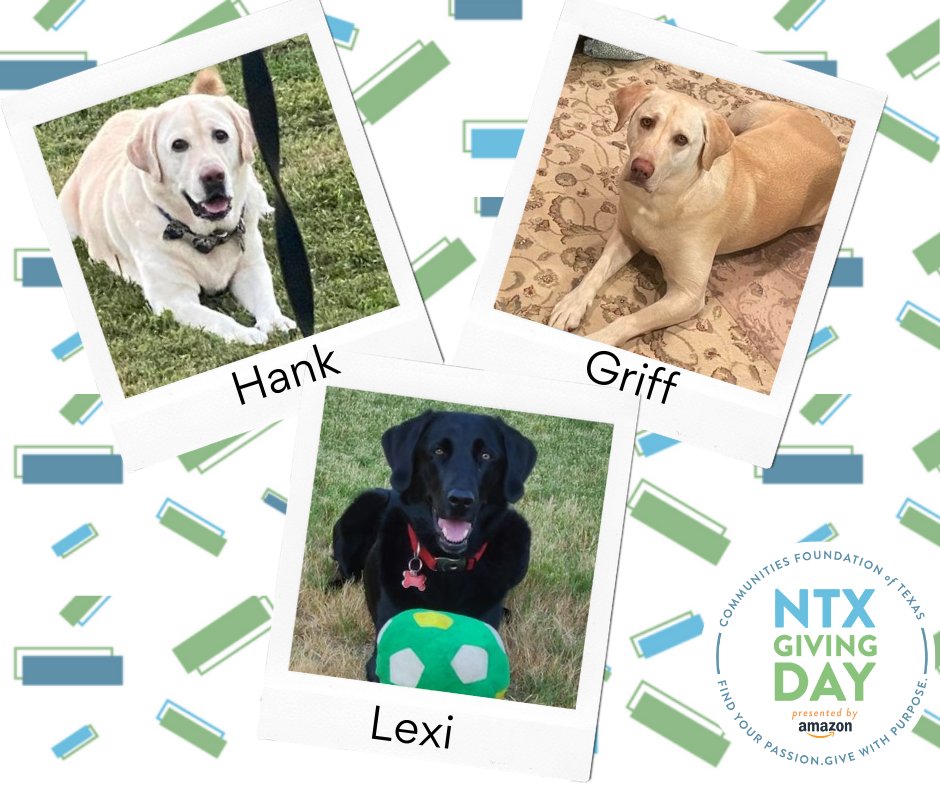 DFW Labrador Rescue tweet media