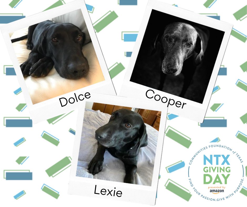 DFW Labrador Rescue tweet media