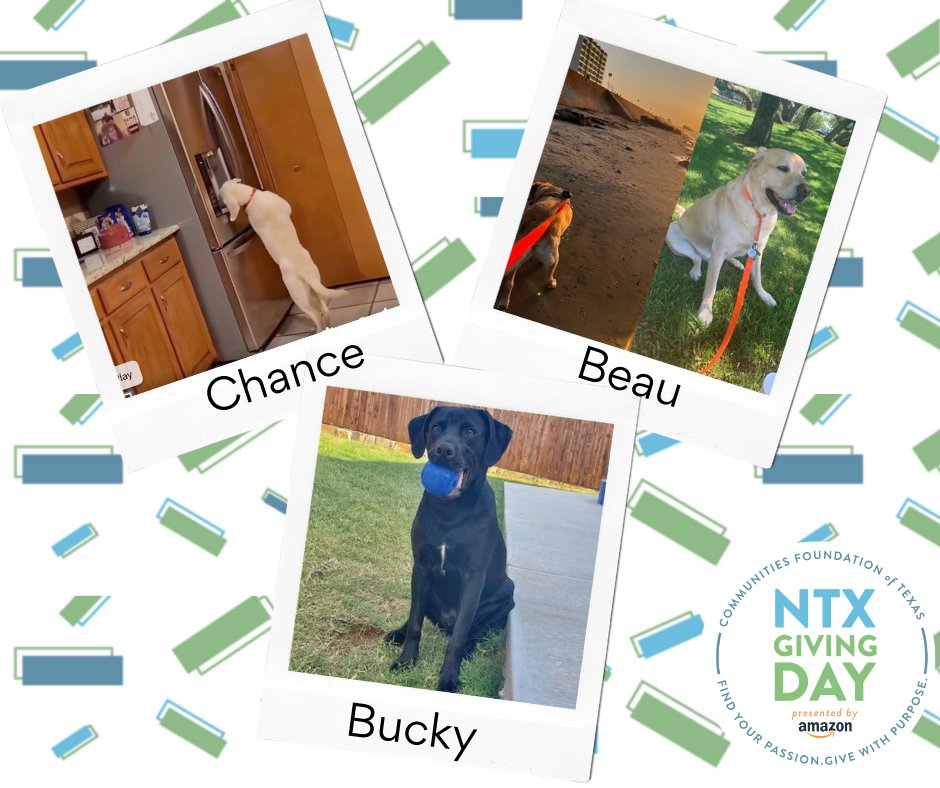 DFW Labrador Rescue tweet media