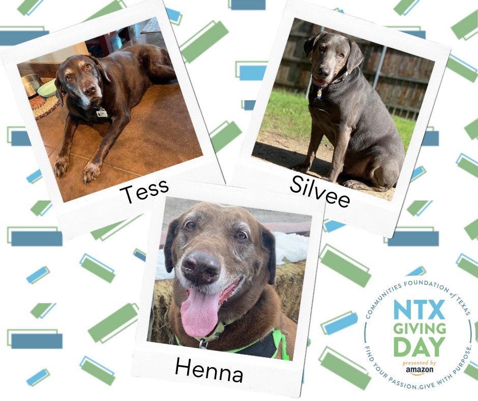 DFW Labrador Rescue tweet media