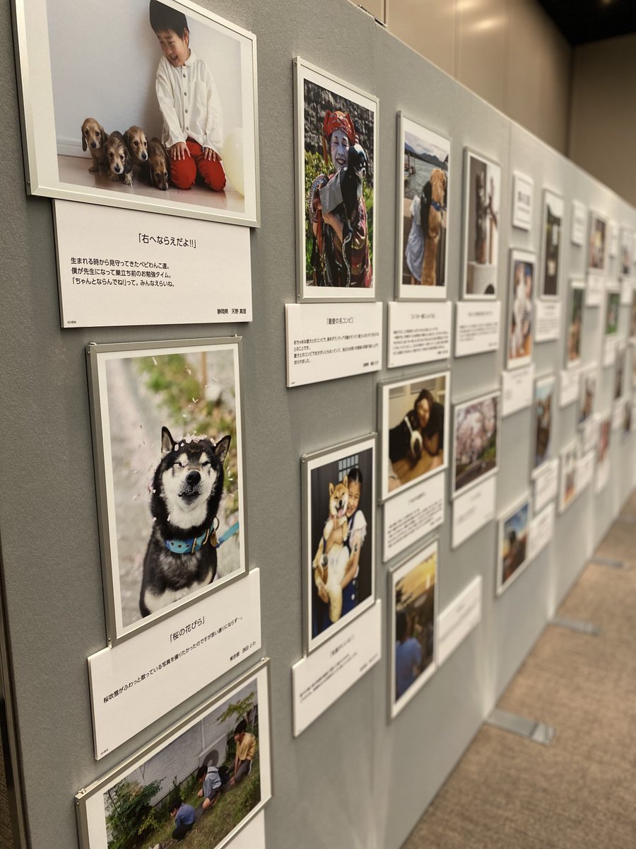 JPCA_org's tweet photo. ９月23日に、#動物愛護週間中央行事 ・屋内行事を #東京国際フォーラム にて開催します。
本協会では「かわいい動物がいっぱい！写真展」と題して、「全国ペット写真コンテスト」の入賞作品を、第１回から今年度実施の第43回まで一挙に展示します。ぜひお越しください。https://t.co/NK8PA07RGk https://t.co/LlCUbn9SZk