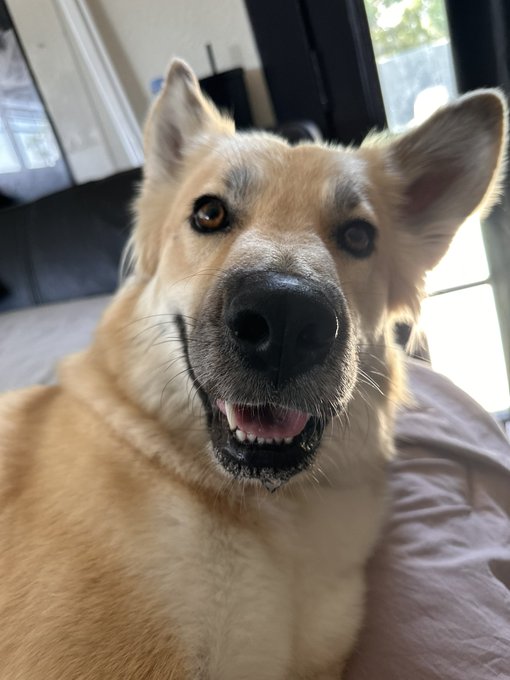 Dog thread!! 😂 Let&rsquo;s see those fur babies https://t.co/pXkUUOETxX