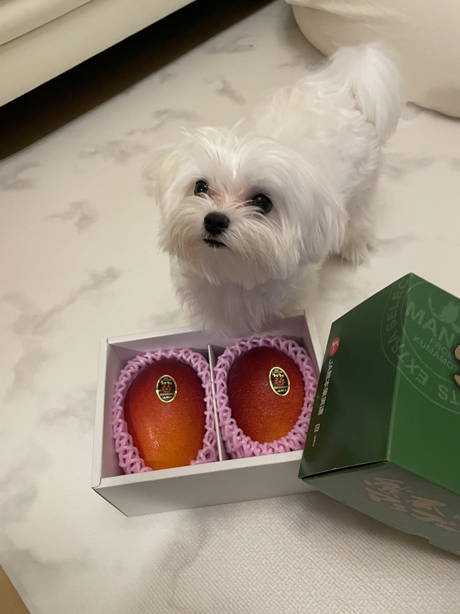 This smell is soooooo wonderful!! What is this?!
#dog #instagram #pets