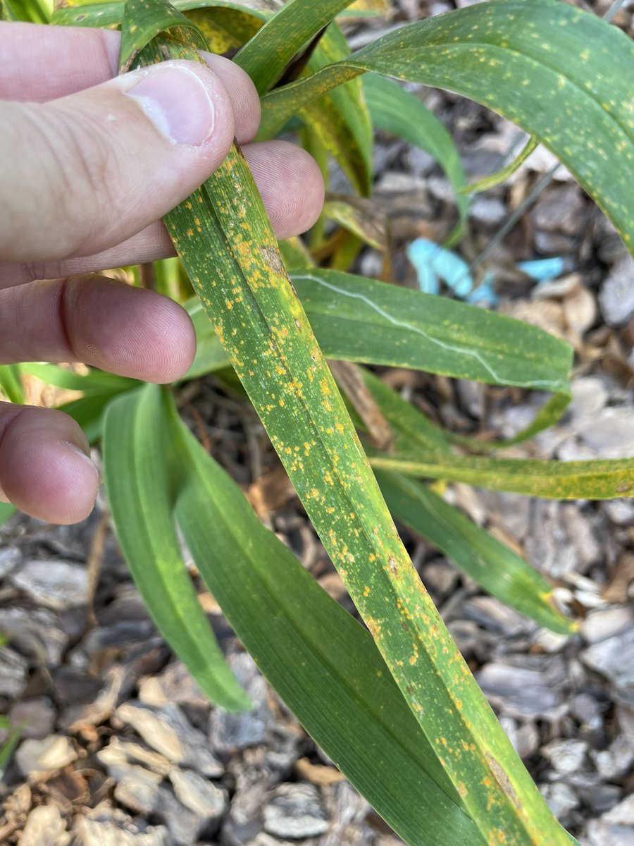 Oh no, Daylily rust has found its way to Tennessee this year.  Luckily this doesn’t overwinter in our zone 7 climate.